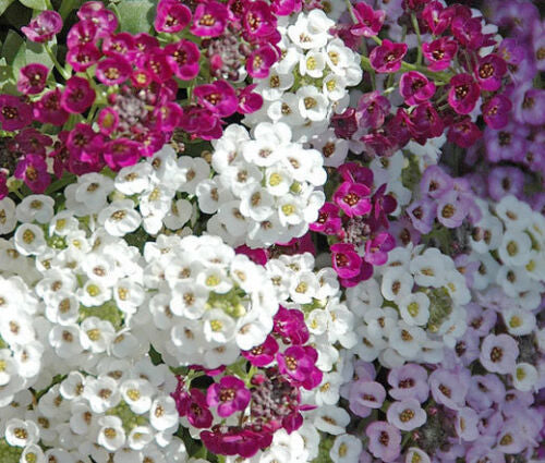 fleur d'alysse pour création bijoux femme