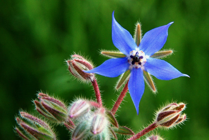 bijoux en résine et fleurs naturelles