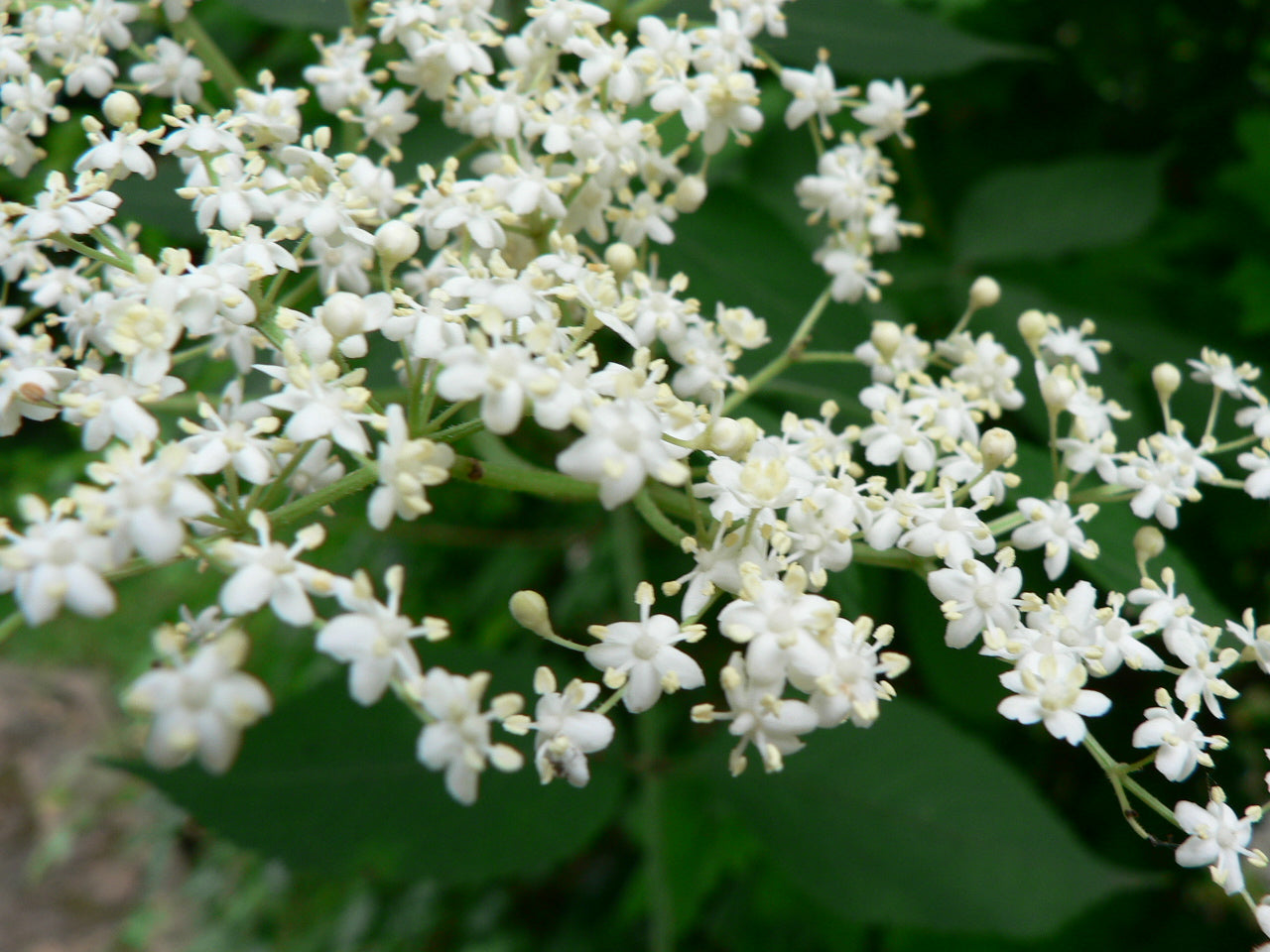 puces d'oreilles en résine et fleurs naturelles