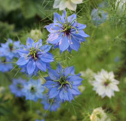 bijoux en résine et fleurs séchées