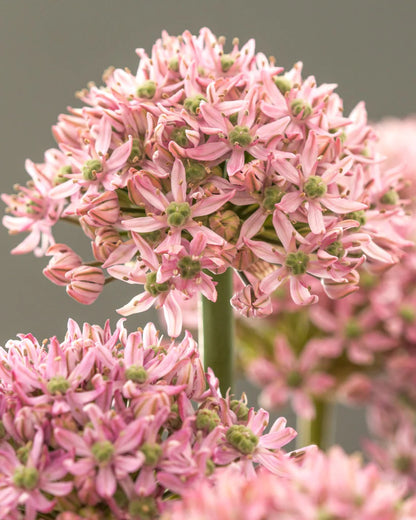 bijoux en résine et fleurs naturelles