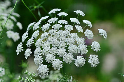 fleur ammi majus pour création bijoux en résine 