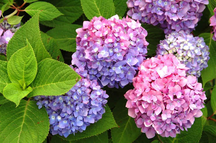 bijoux en résine et fleurs séchées