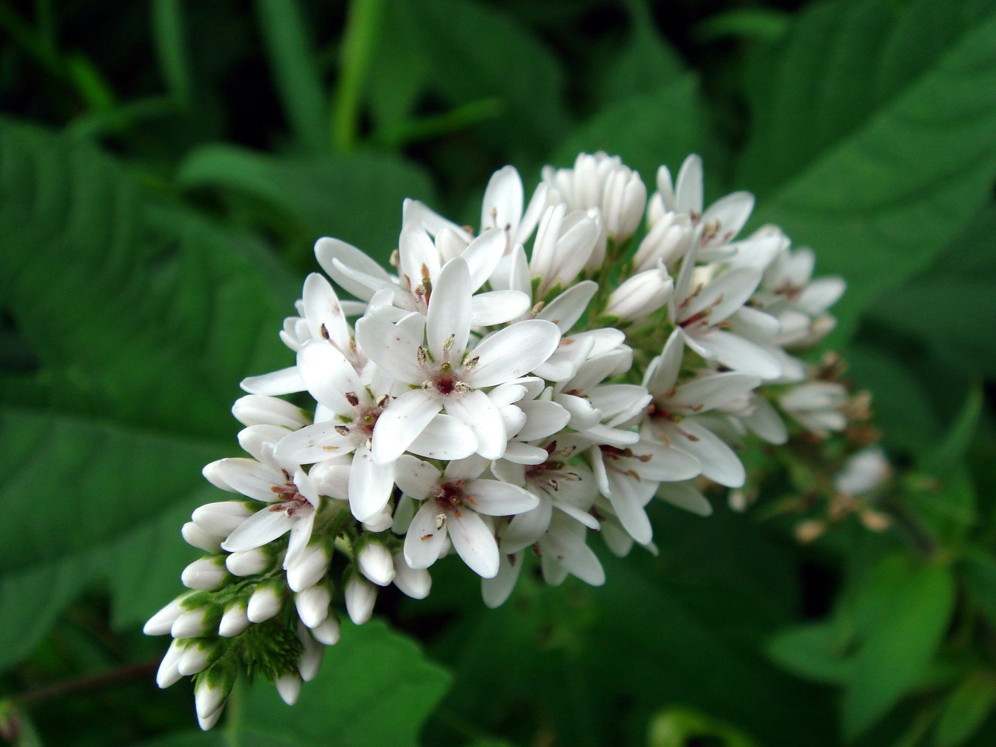 puces d'oreilles en résine et fleurs naturelles