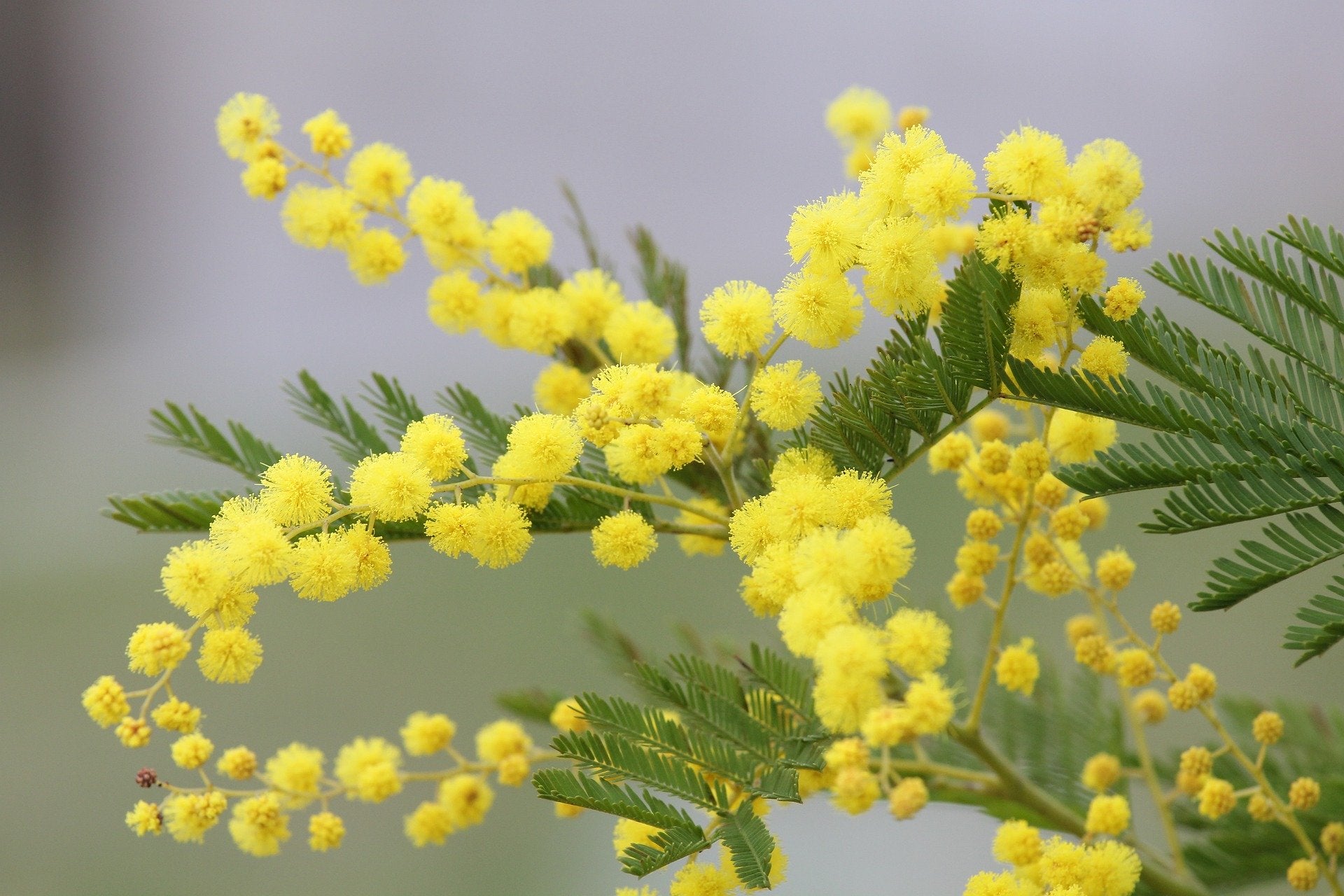 bijoux en fleurs naturelles et résine