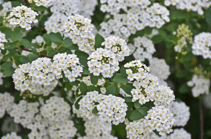 bijoux en résine avec fleurs