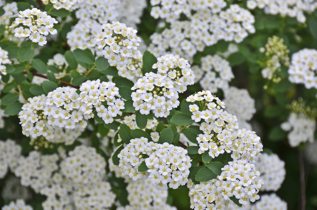 fleurs de spirée bijoux 